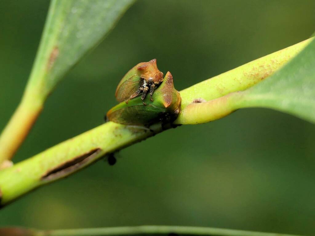 Green Treehopper (Sextius virescens), Gold Coast QLD © Stefan Jones