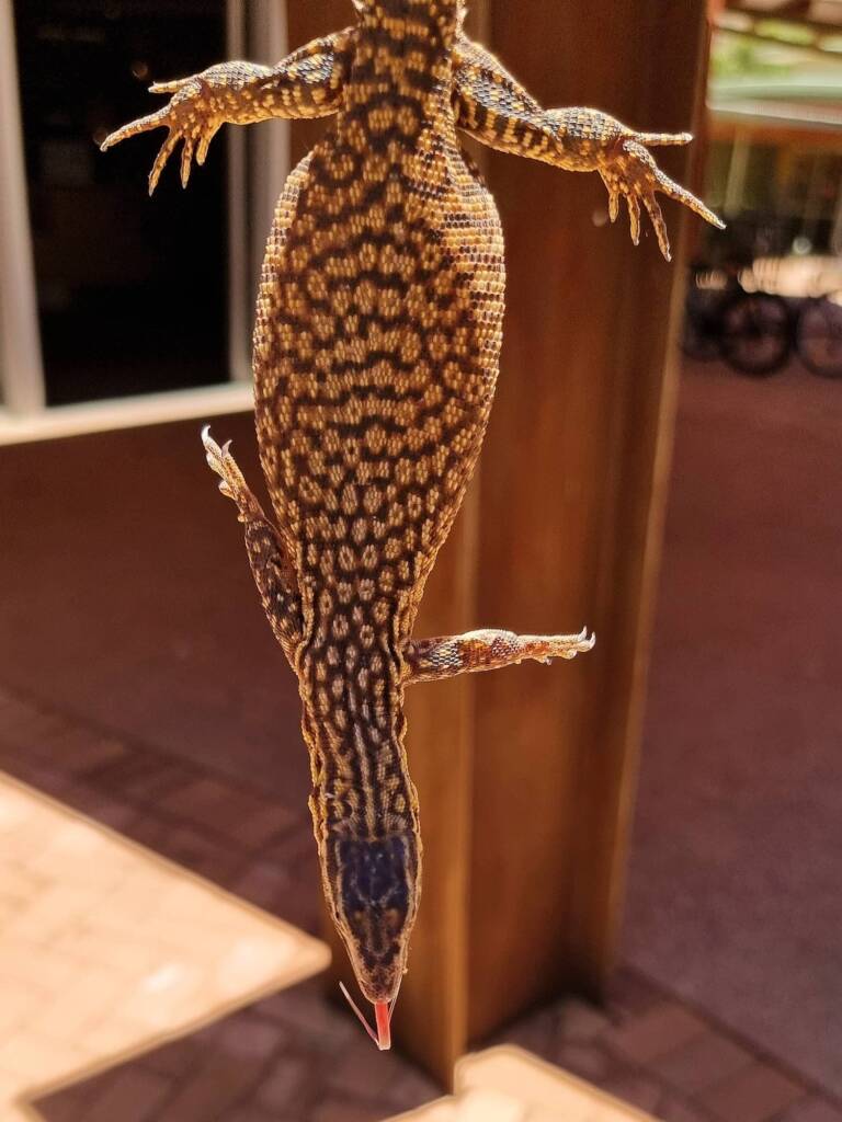 Spiny-tailed Goanna (Varanus acanthurus), Alice Springs Desert Park NT