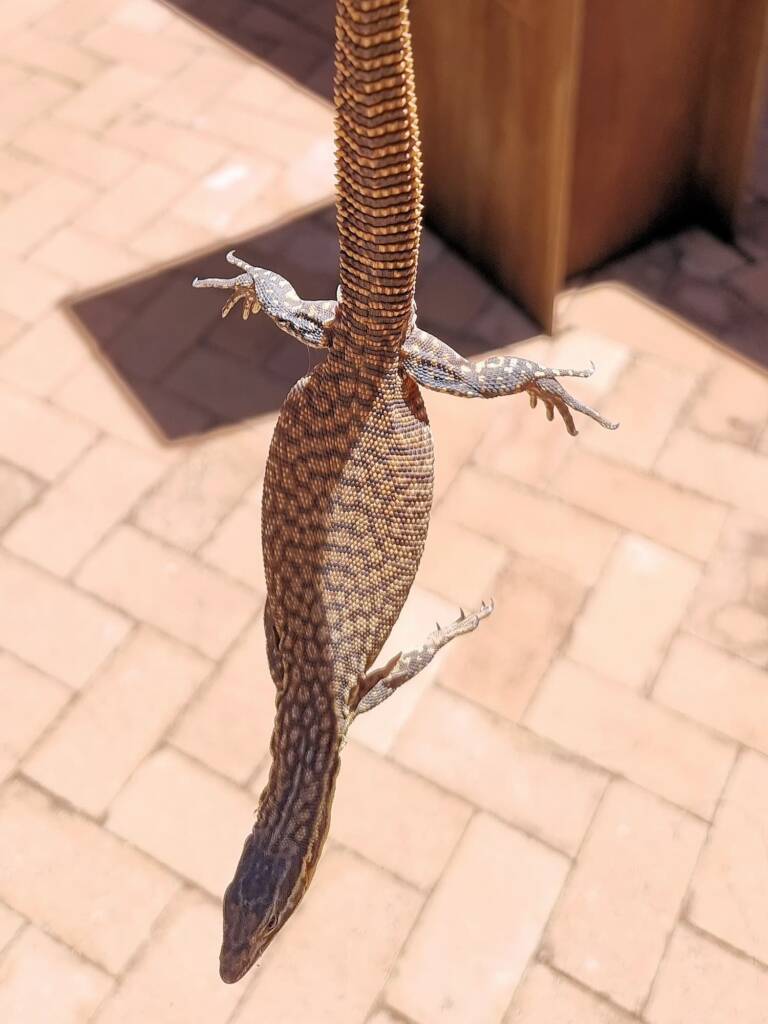 Spiny-tailed Goanna (Varanus acanthurus), Alice Springs Desert Park NT