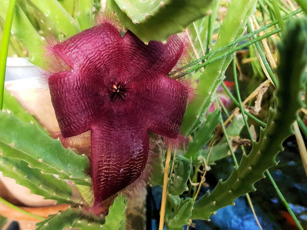 Stapelia flower, 2025