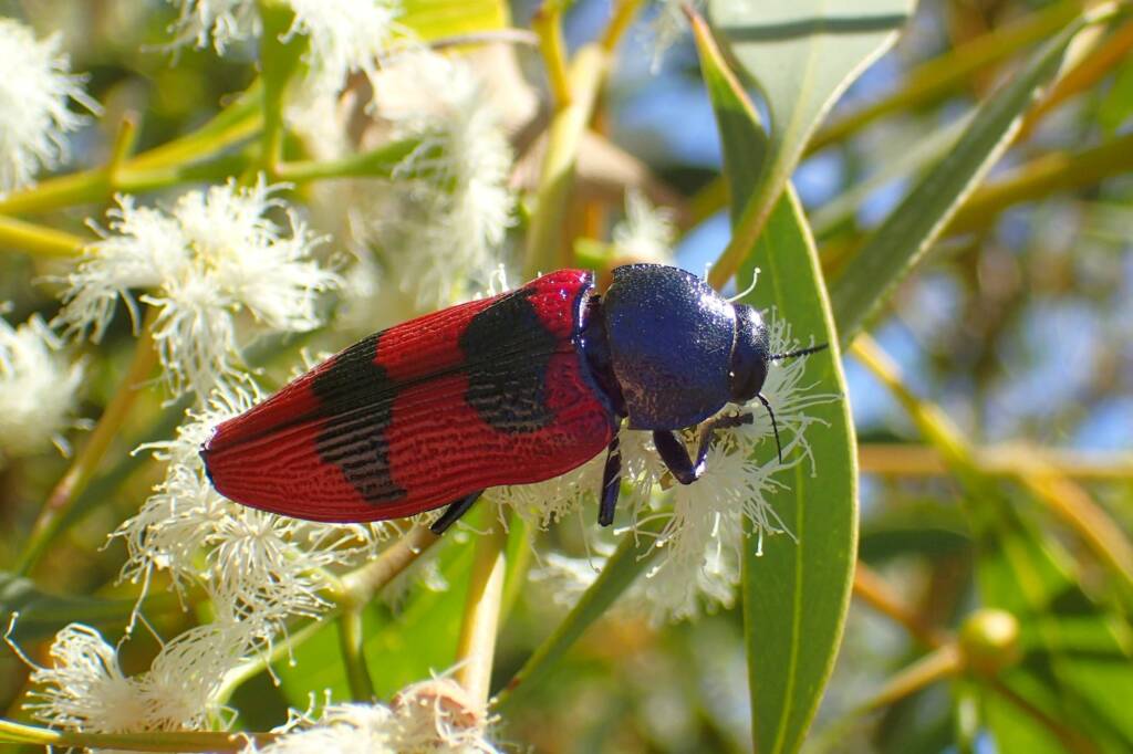 Temognatha bonvouloirii, Geraldton, Midwest WA © Gary Taylor