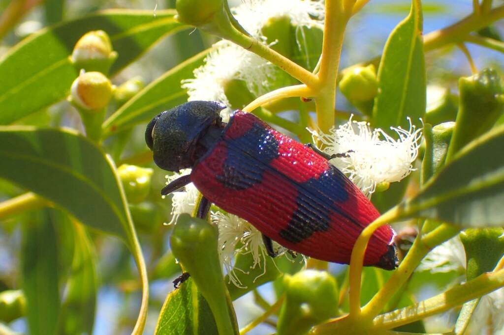 Temognatha bonvouloirii, Geraldton, Midwest WA © Gary Taylor