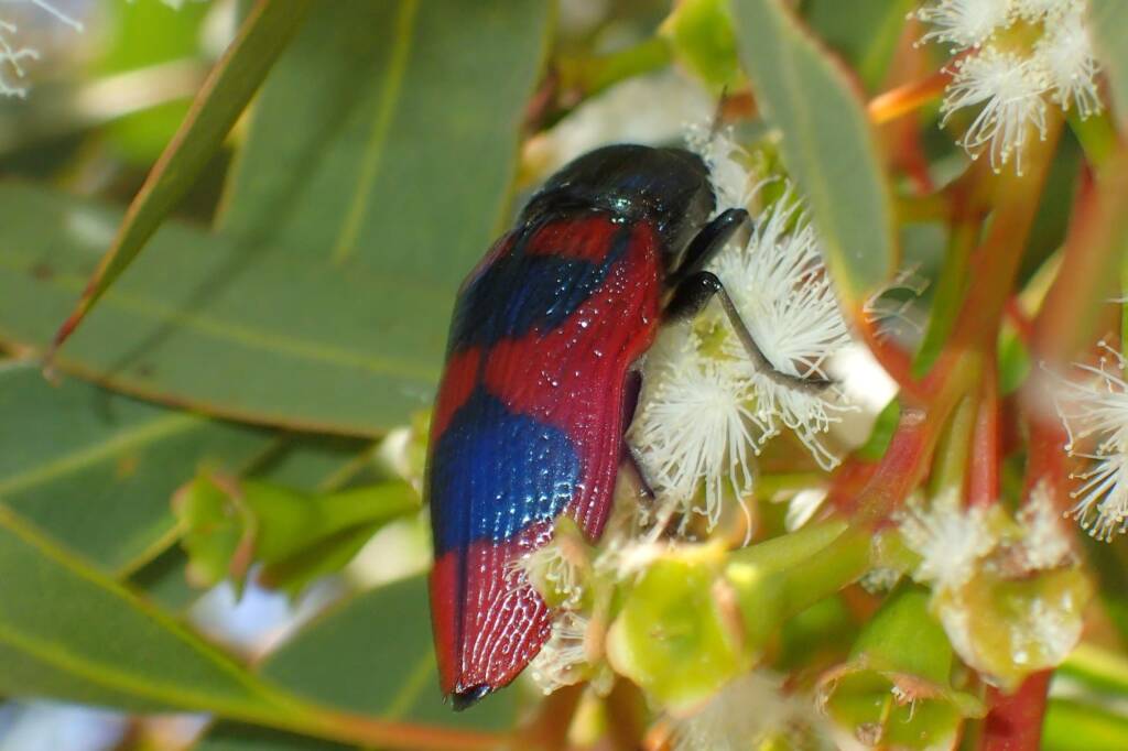 Temognatha bonvouloirii, Geraldton, Midwest WA © Gary Taylor