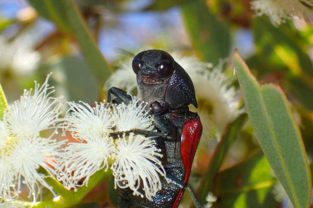 Temognatha bonvouloirii, Geraldton, Midwest WA © Gary Taylor