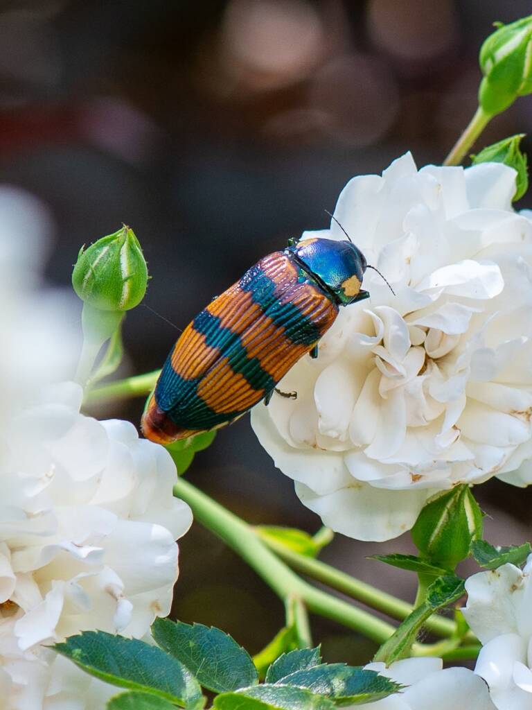 Temognatha conspicillata, Jandakot WA © Faye Arcaro