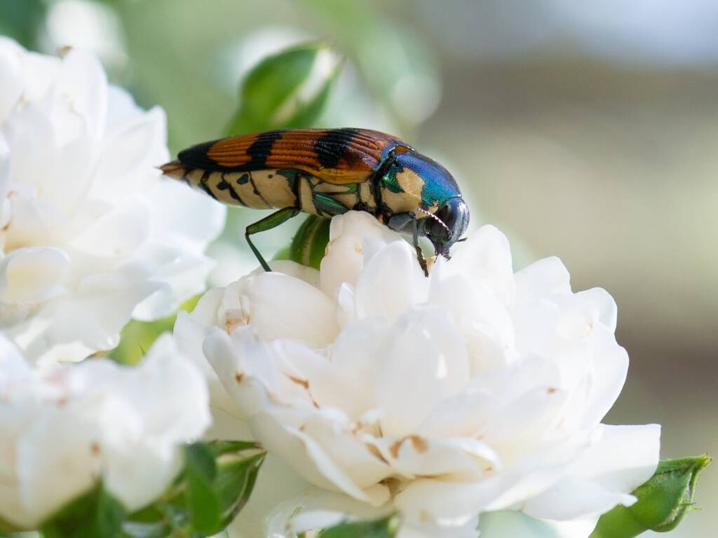 Temognatha conspicillata, Jandakot WA © Faye Arcaro