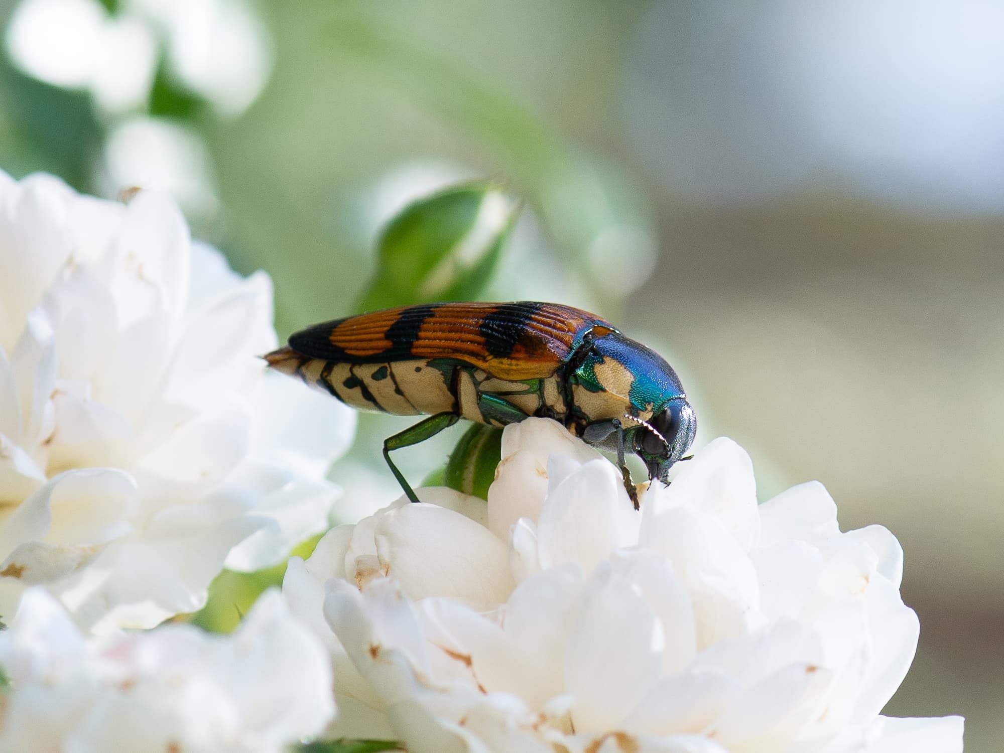 Temognatha conspicillata, Jandakot WA © Faye Arcaro