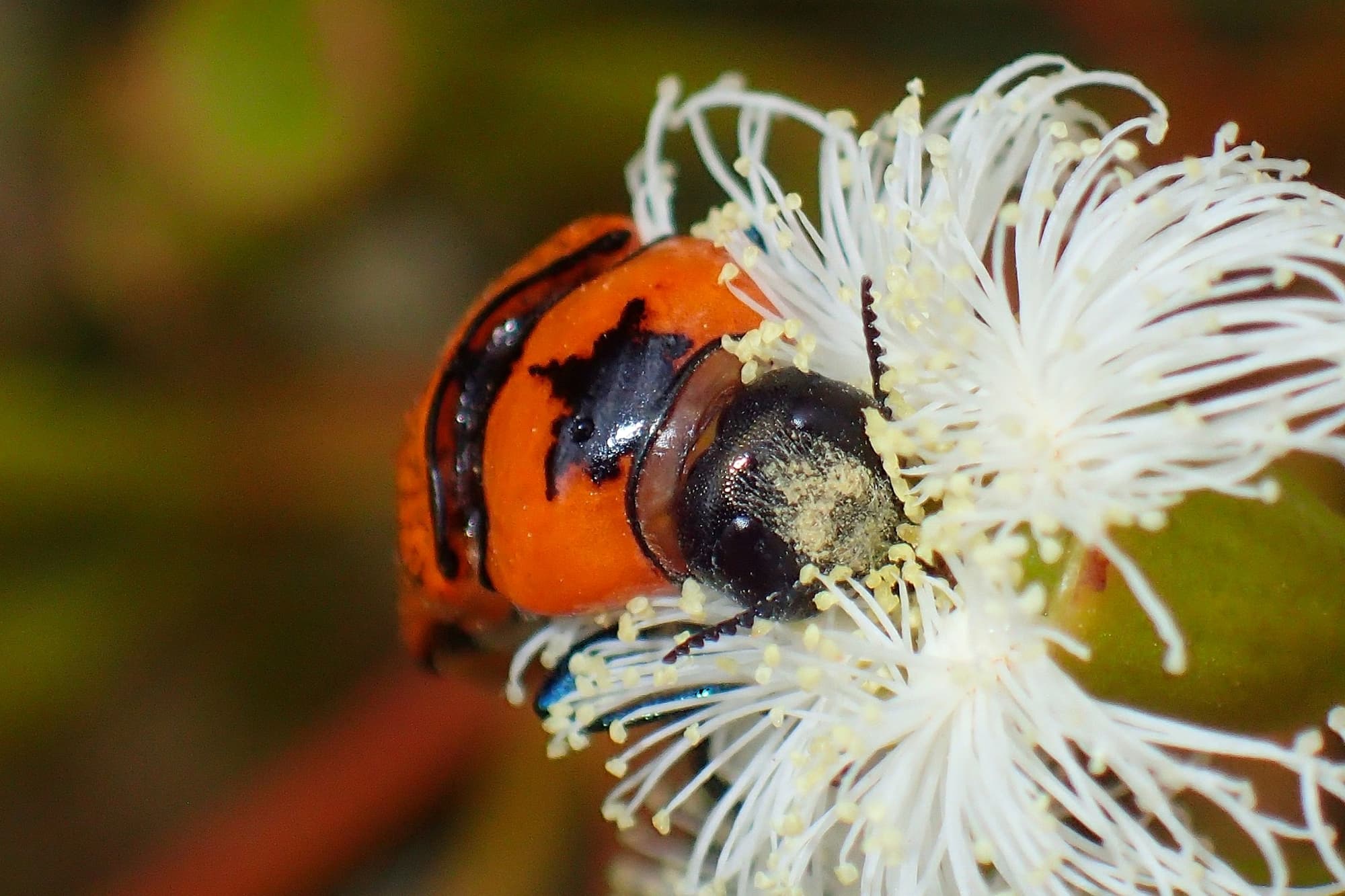 Temognatha martini, Geraldton, Midwest WA © Gary Taylor
