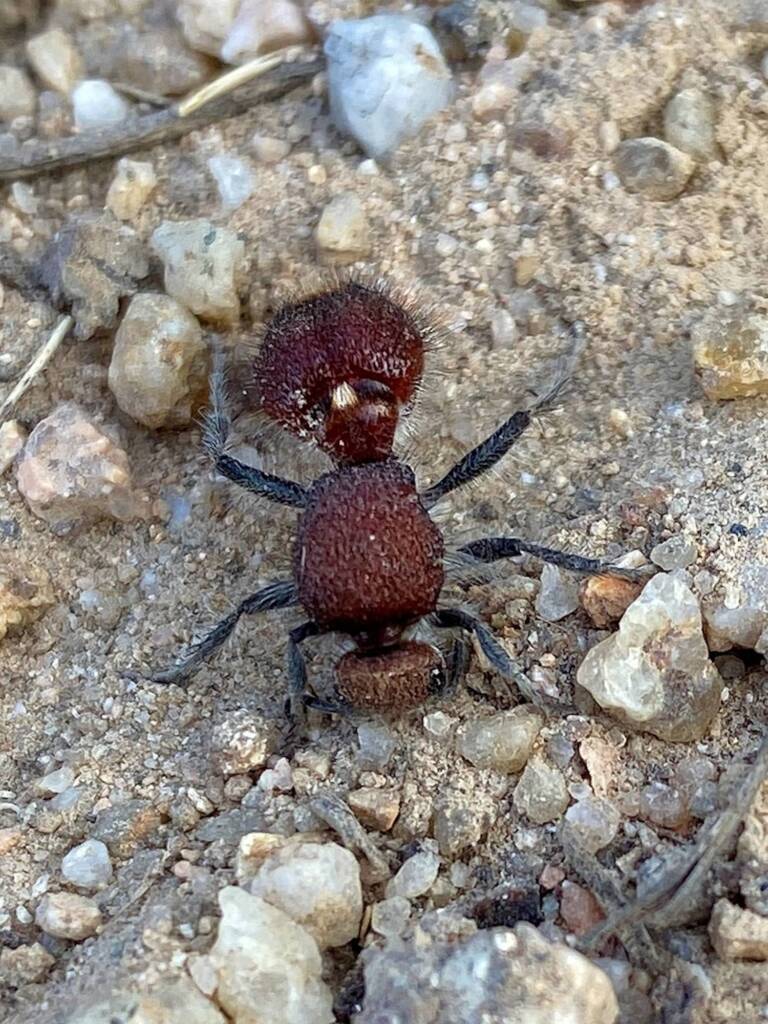 Velvet Ant (Ephutomorpha ferruginata), Swanpool, NE Country VIC © Lorna Hobbs