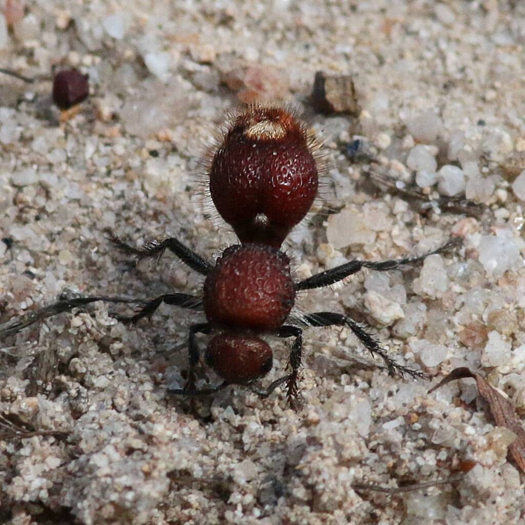 Velvet Ant (Ephutomorpha ferruginata), Swanpool, NE Country VIC © Lorna Hobbs