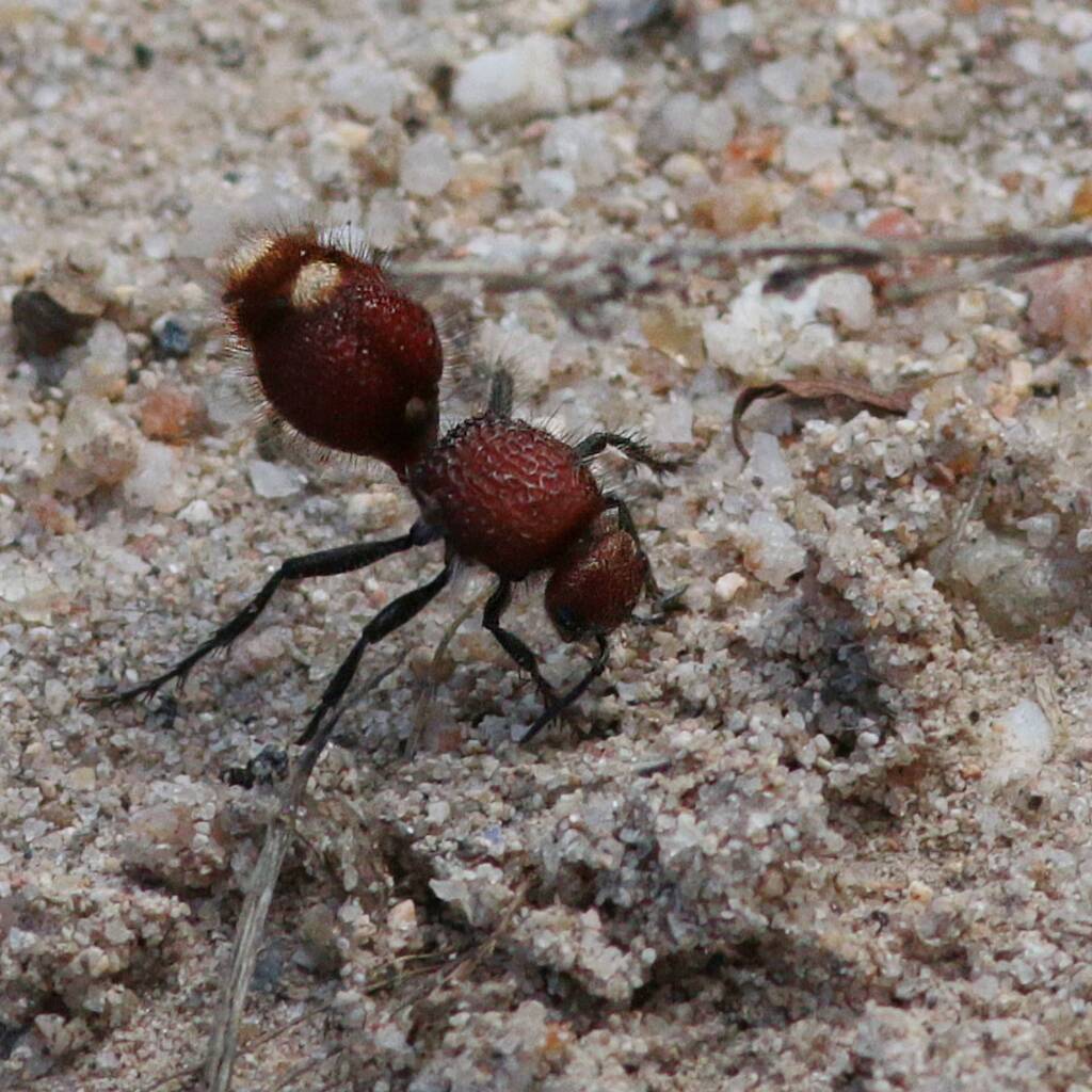 Velvet Ant (Ephutomorpha ferruginata), Swanpool, NE Country VIC © Lorna Hobbs