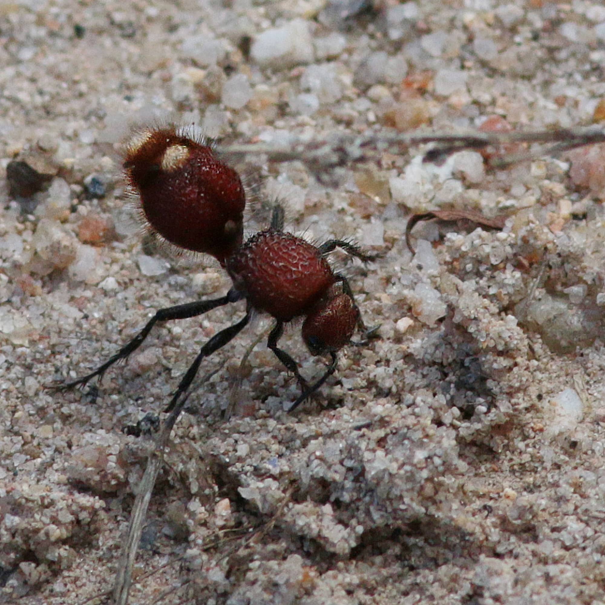 Velvet Ant (Ephutomorpha ferruginata), Swanpool, NE Country VIC © Lorna Hobbs