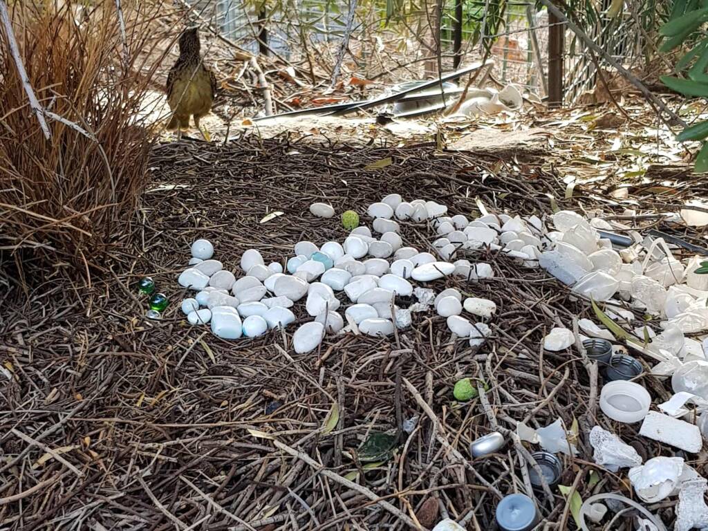2025 Bower of the Western Bowerbird (Chlamydera guttata)