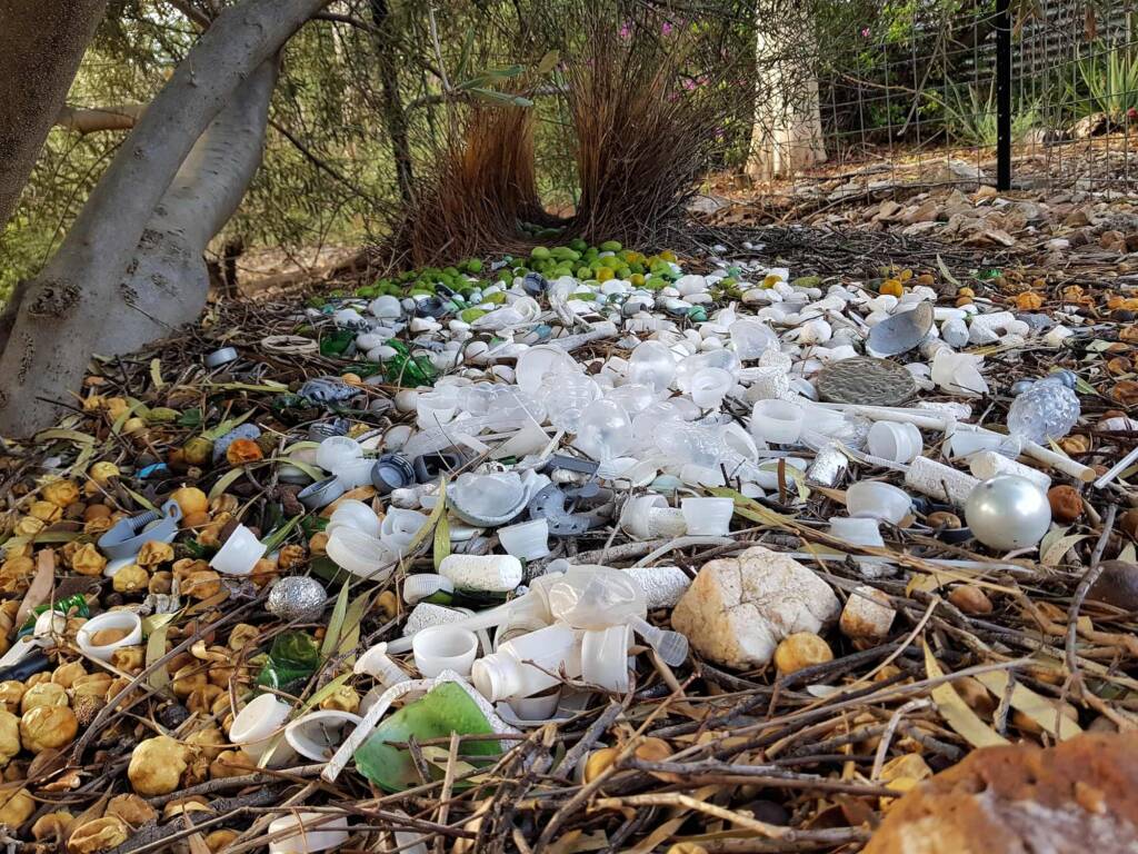 2025 Bower of the Western Bowerbird (Chlamydera guttata)