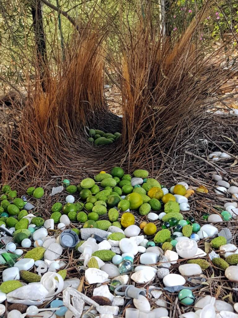 2025 Bower of the Western Bowerbird (Chlamydera guttata)