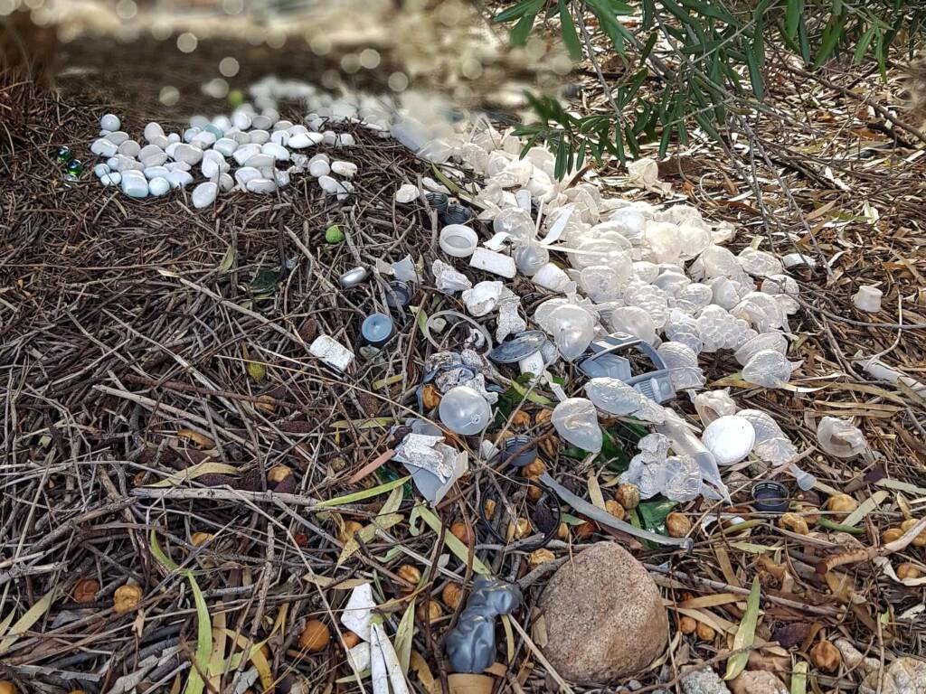 2025 Bower of the Western Bowerbird (Chlamydera guttata)