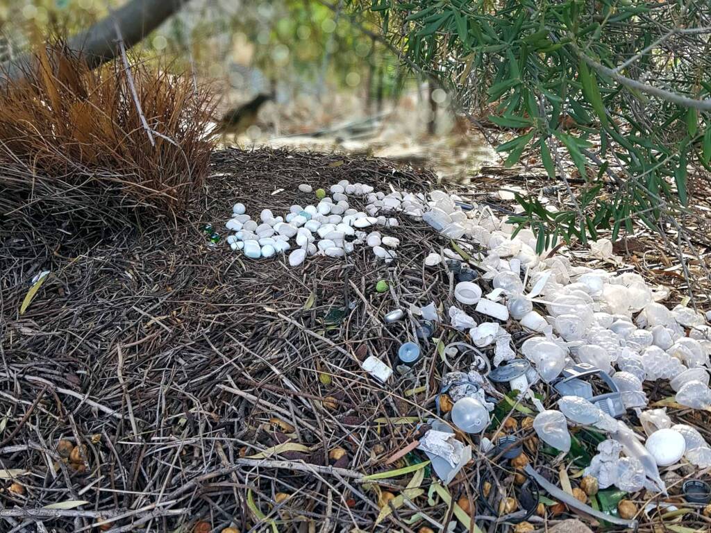 2025 Bower of the Western Bowerbird (Chlamydera guttata)
