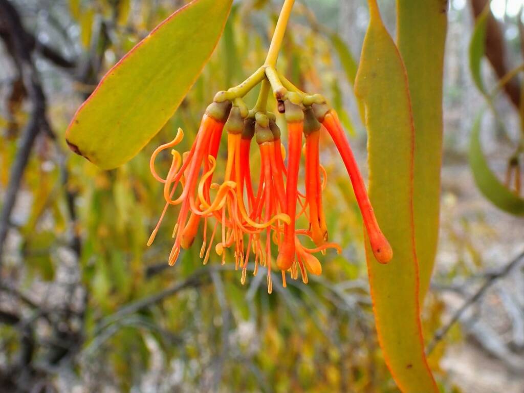 Amyema miquelii (Stalked Mistletoe), Stirling Range National Park WA © Terry Dunham
