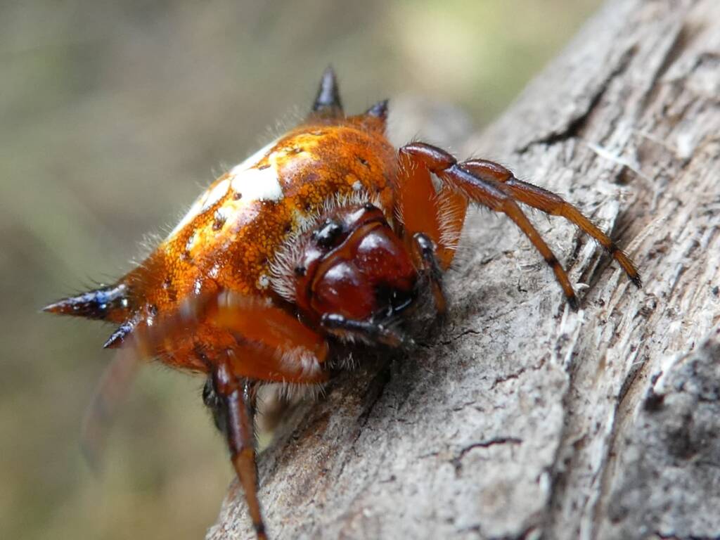 Christmas Spiders (Austracantha minax), Denmark WA © Len van der Waag