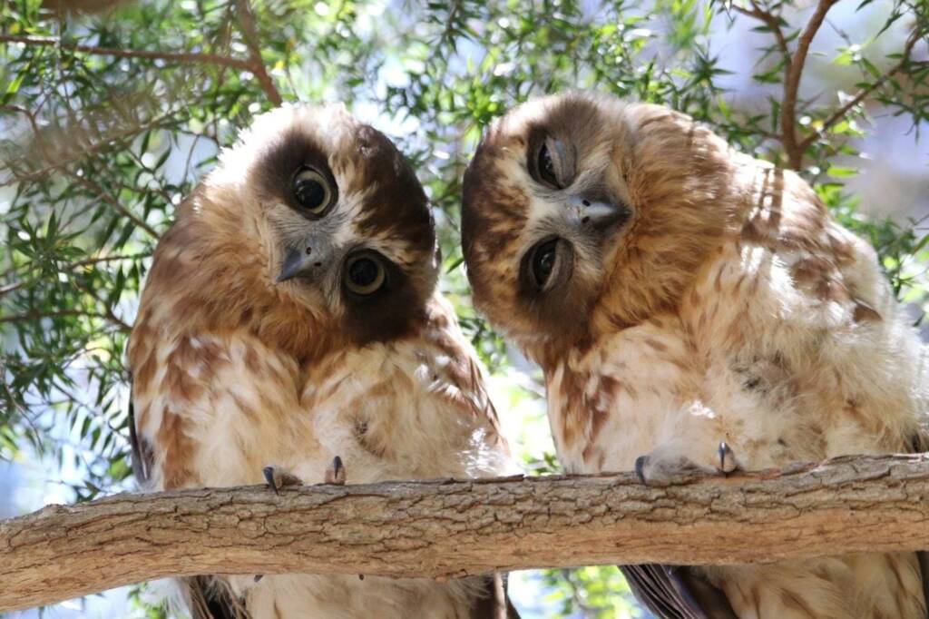 Southern Boobook (Ninox boobook), Adelaide SA © Deb Farrimond