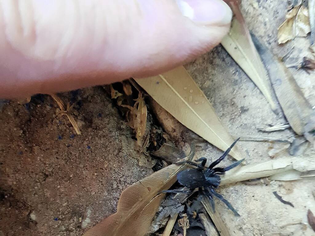 Badumna insignis (Black House Spider), Alice Springs NT
