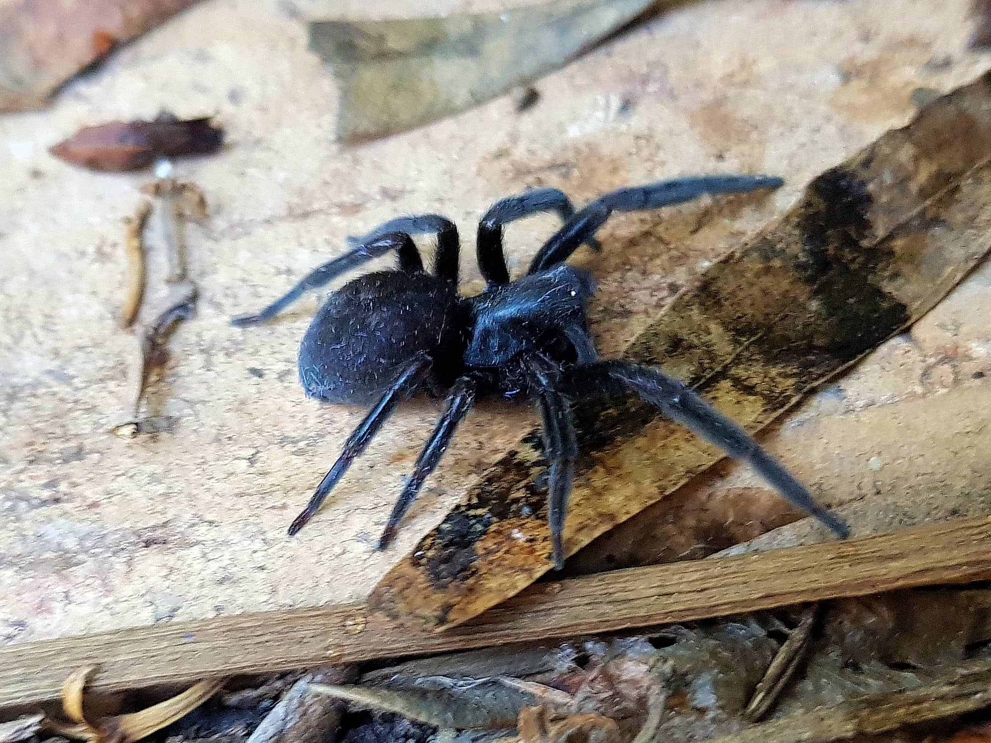 Badumna insignis (Black House Spider), Alice Springs NT