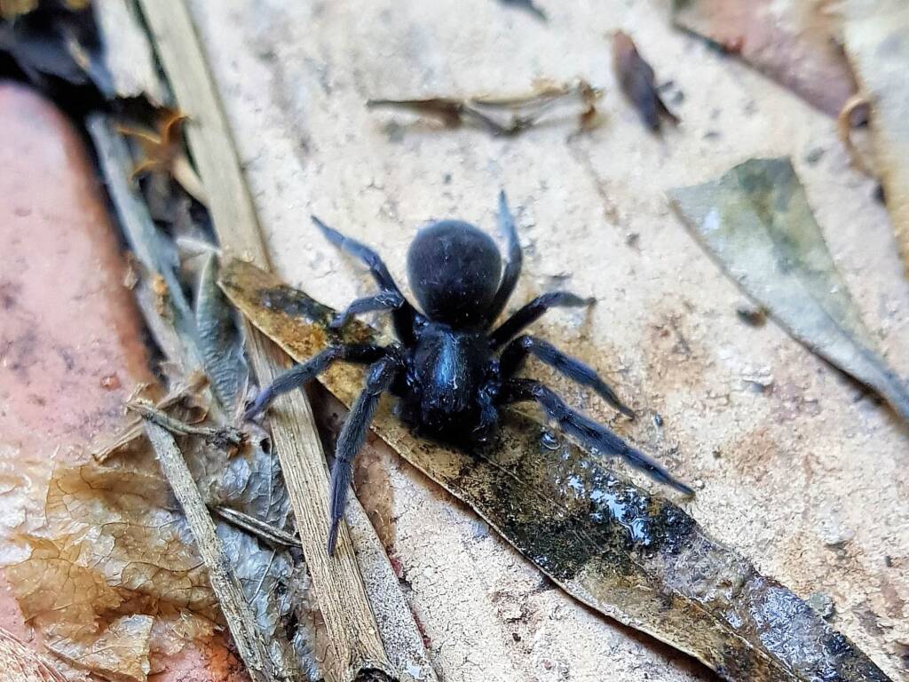 Badumna insignis (Black House Spider), Alice Springs NT