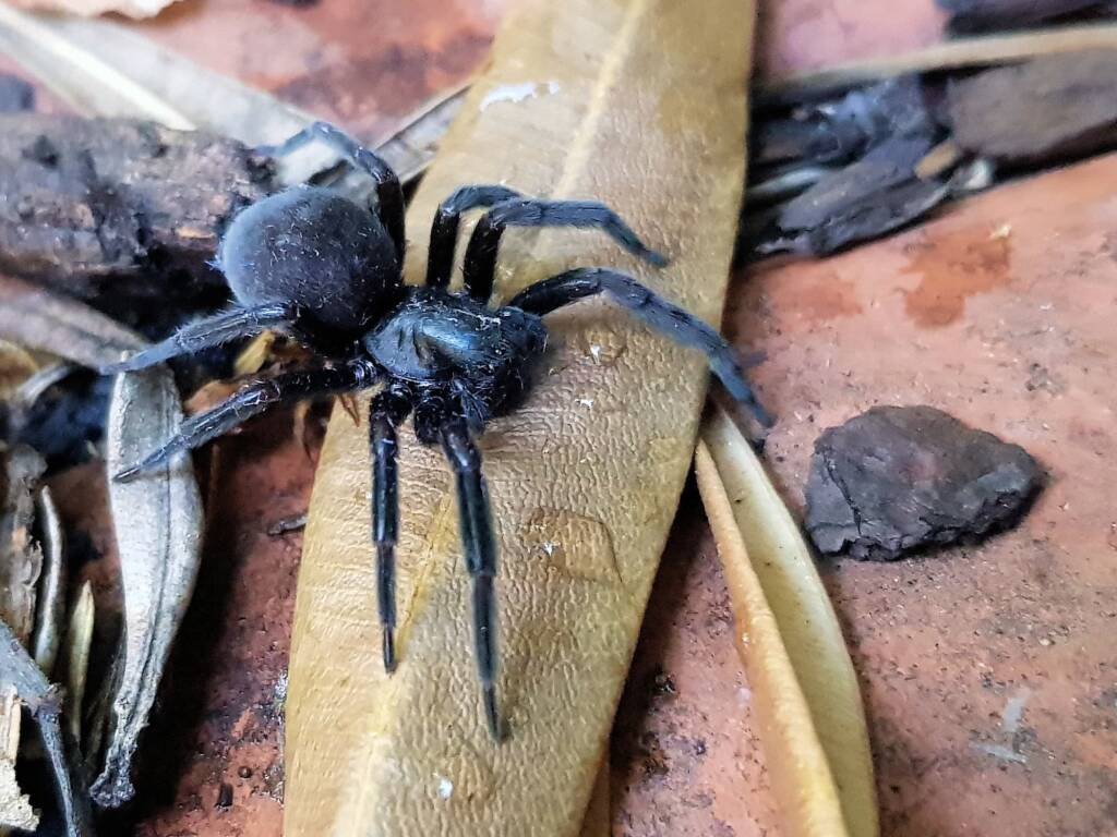 Badumna insignis (Black House Spider), Alice Springs NT