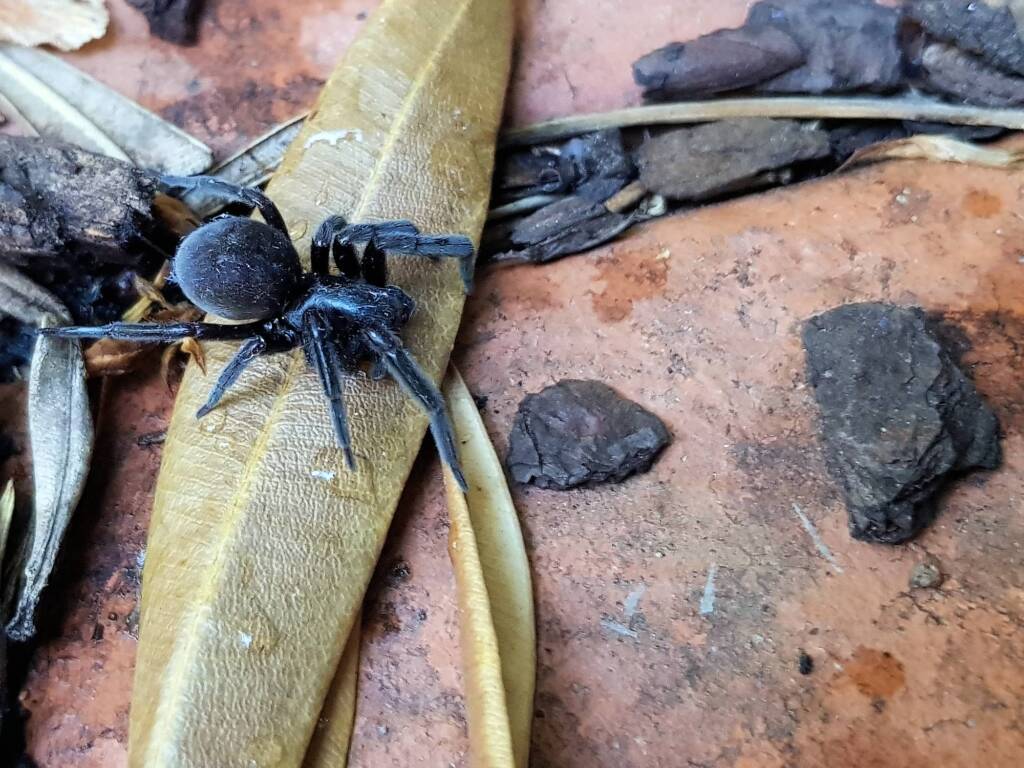 Badumna insignis (Black House Spider), Alice Springs NT