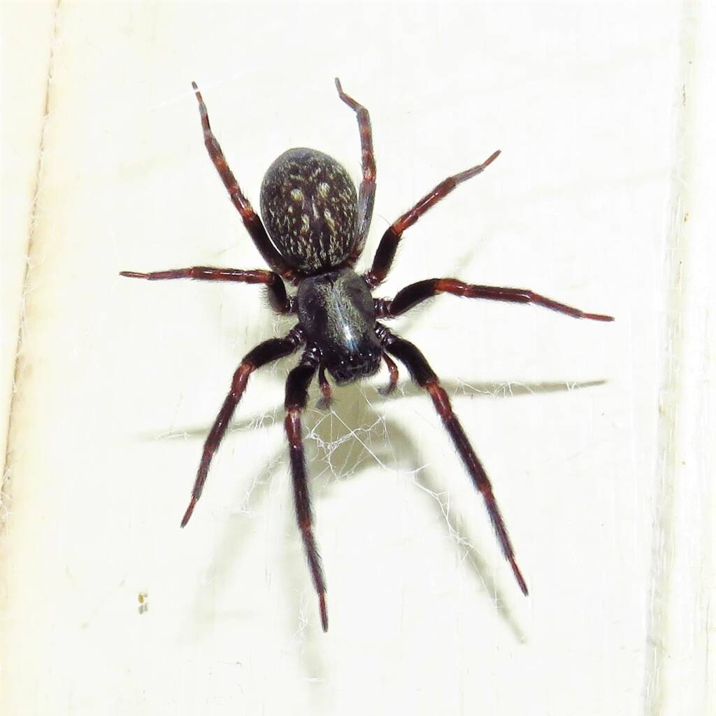 Black House Spider (Badumna insignis), Wallaga Lake NSW © Deb Taylor