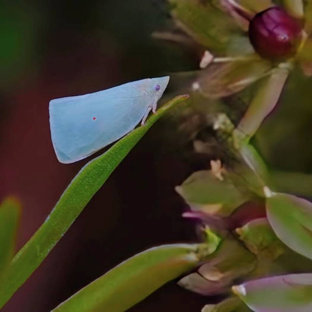 Blue Planthopper, Sydney NSW © Annie Ng