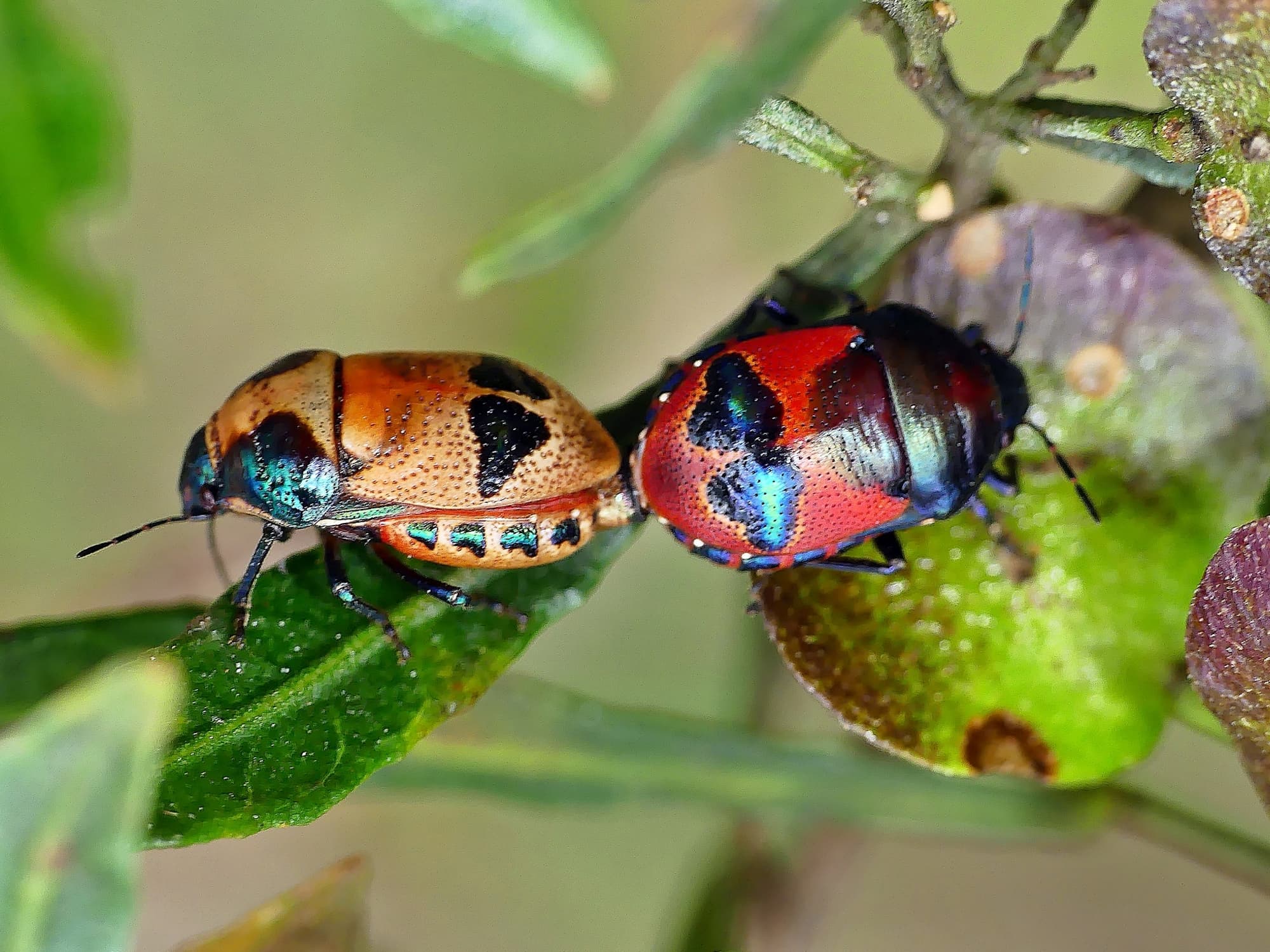 Red Jewel Bug (Choerocoris paganus), Belair SA © Marianne Broug