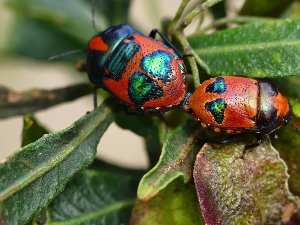 Red Jewel Bug (Choerocoris paganus), Belair SA © Marianne Broug