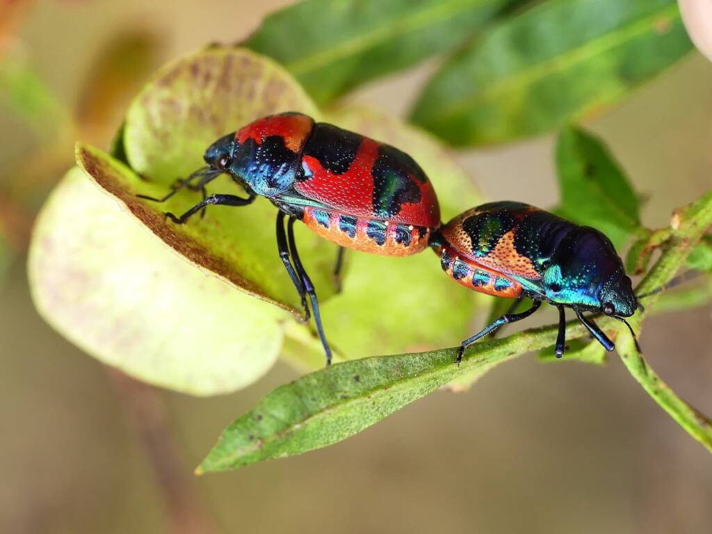 Red Jewel Bug (Choerocoris paganus), Belair SA © Marianne Broug