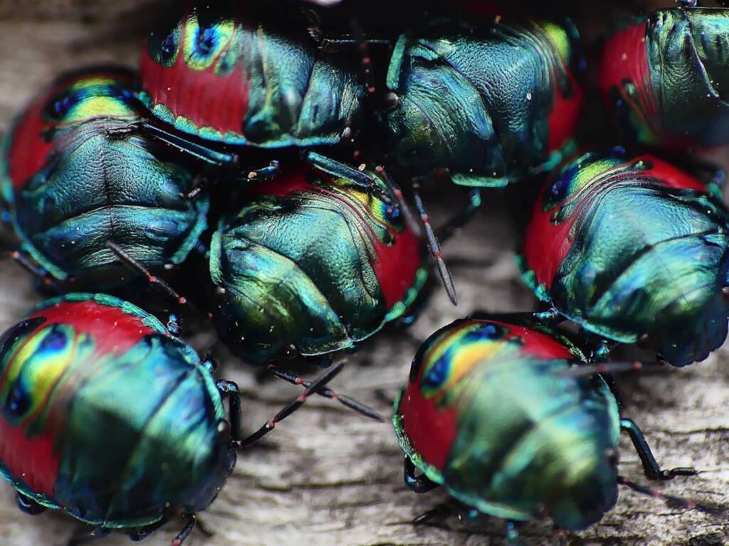 Red Jewel Bug (Choerocoris paganus), Belair SA © Marianne Broug