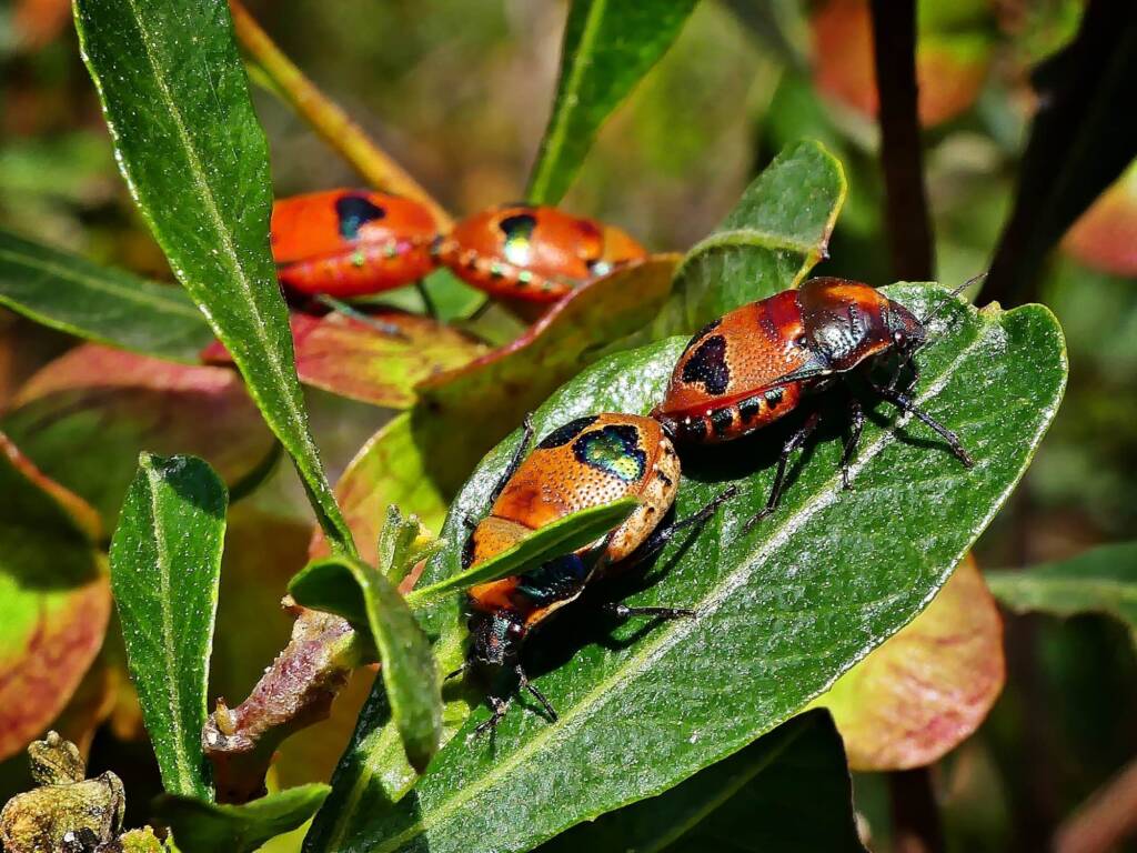 Red Jewel Bug (Choerocoris paganus), Belair SA © Marianne Broug