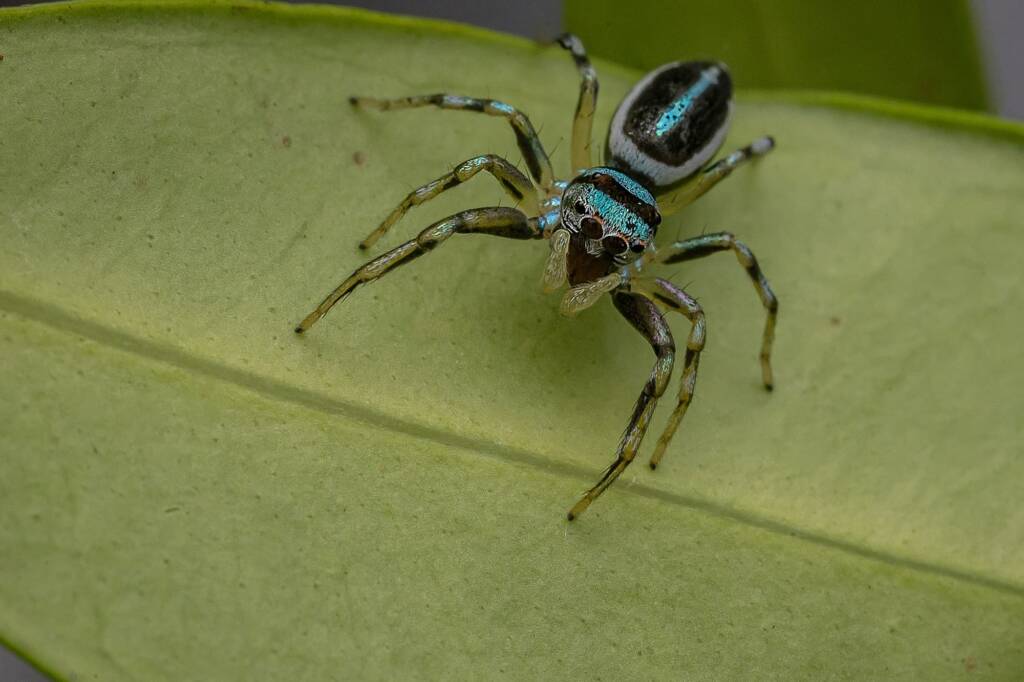 Sparkling Northern Jumping Spider (Cosmophasis micarioides), Nth Brisbane QLD © Connie Rac
