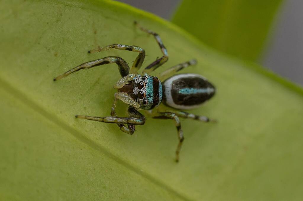 Sparkling Northern Jumping Spider (Cosmophasis micarioides), Nth Brisbane QLD © Connie Rac