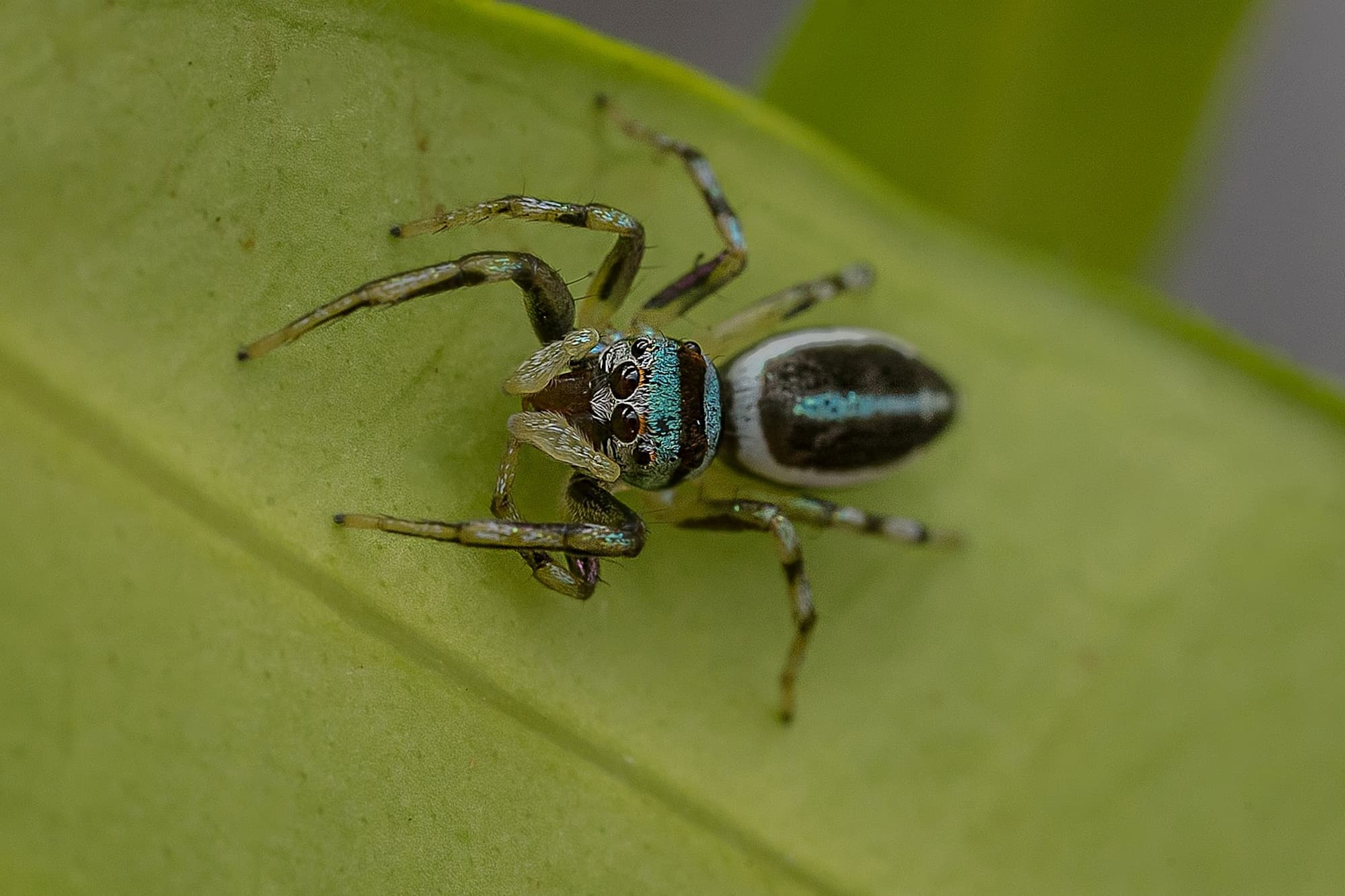Sparkling Northern Jumping Spider (Cosmophasis micarioides), Nth Brisbane QLD © Connie Rac