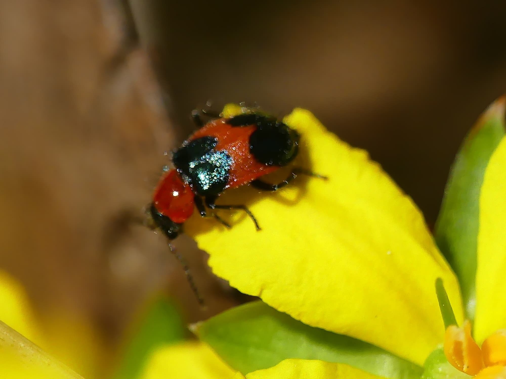 Dicranolaius cinctus, Belair SA © Marianne Broug