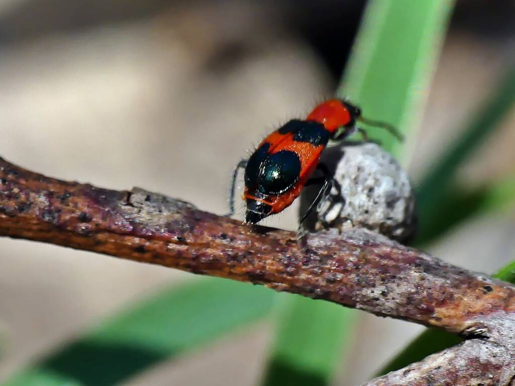 Dicranolaius cinctus, Crafers - Bridgewater SA © Marianne Broug