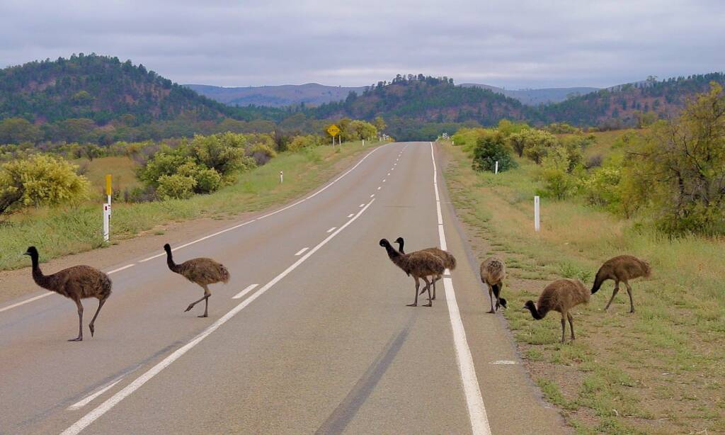 Emus crossing road (Flinders Ranges), SA