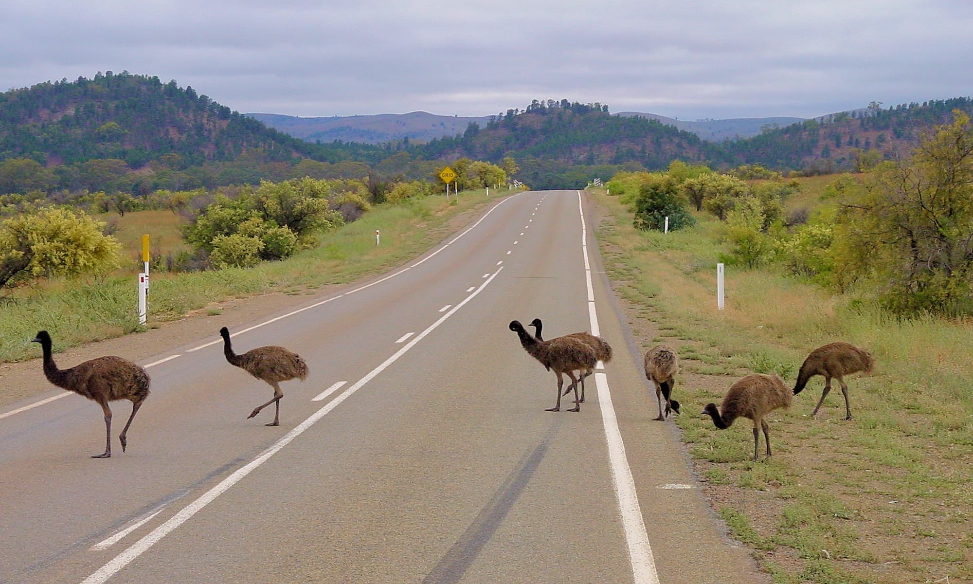 Emus crossing road (Flinders Ranges), SA