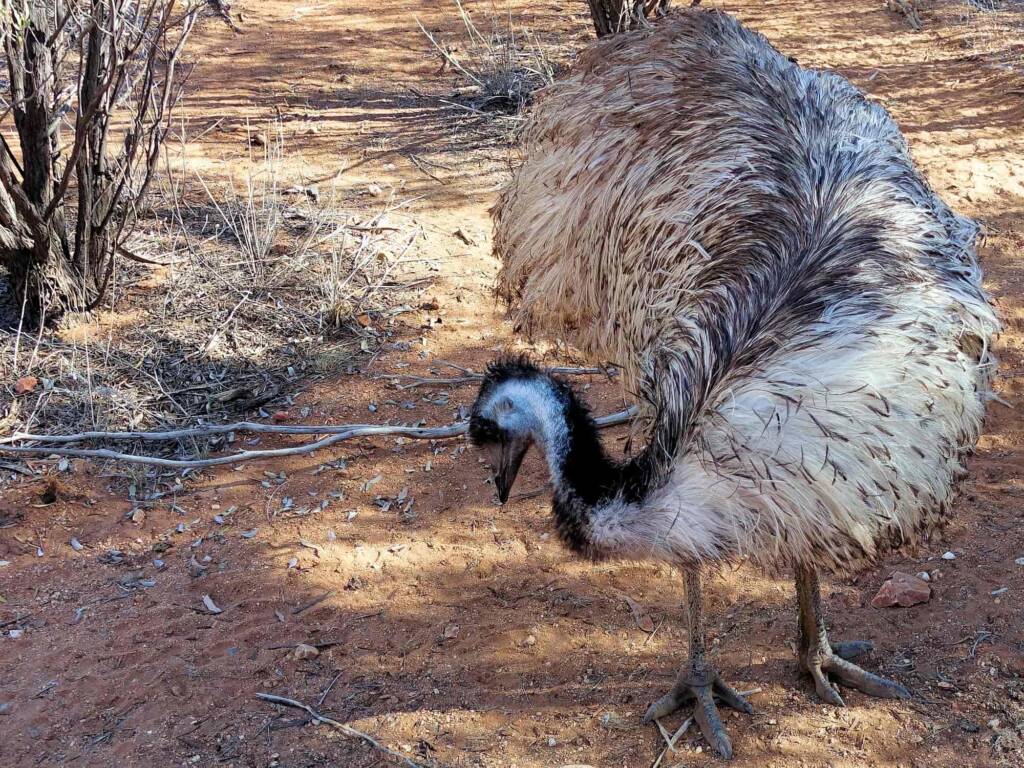 Emus (Dromaius novaehollandiae), Alice Springs Desert Park SA
