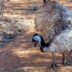 Emu (Dromaius novaehollandiae), Alice Springs Desert Park
