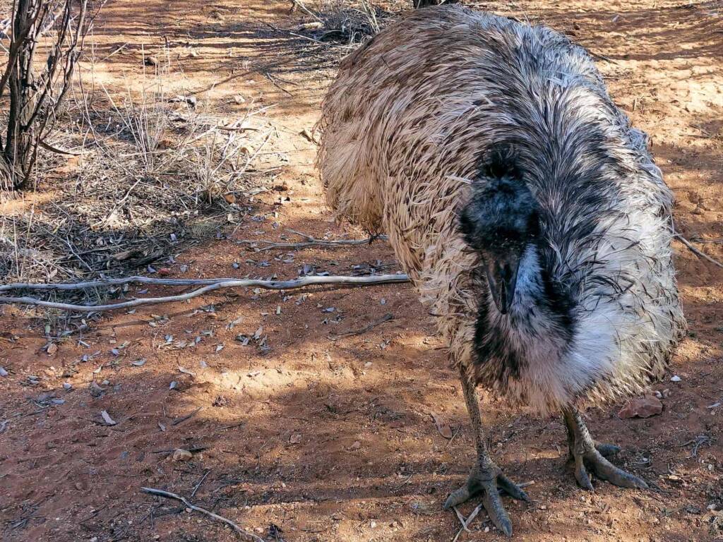 Emus (Dromaius novaehollandiae), Alice Springs Desert Park SA