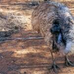 Emus (Dromaius novaehollandiae), Alice Springs Desert Park NT