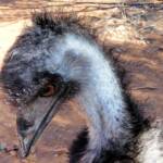 Emus (Dromaius novaehollandiae), Alice Springs Desert Park NT