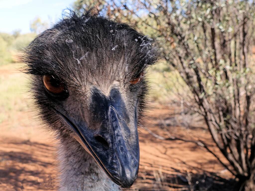 Emus (Dromaius novaehollandiae), Alice Springs Desert Park NT
