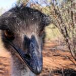 Emus (Dromaius novaehollandiae), Alice Springs Desert Park NT